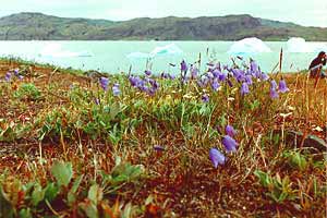 Flowers for Algeron