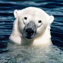 Polar Bear in Wager Bay